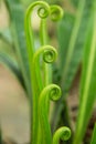 Young leaves BirdÃ¢â¬â¢s nest fern, Asplenium nidus tree Royalty Free Stock Photo